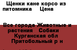 Щенки кане корсо из  питомника! › Цена ­ 65 000 - Все города Животные и растения » Собаки   . Курганская обл.,Притобольный р-н